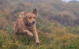 Golden Retriever dogs for stud: Raystone Westnab (Chase), Working, Family Pet  - Advert 11