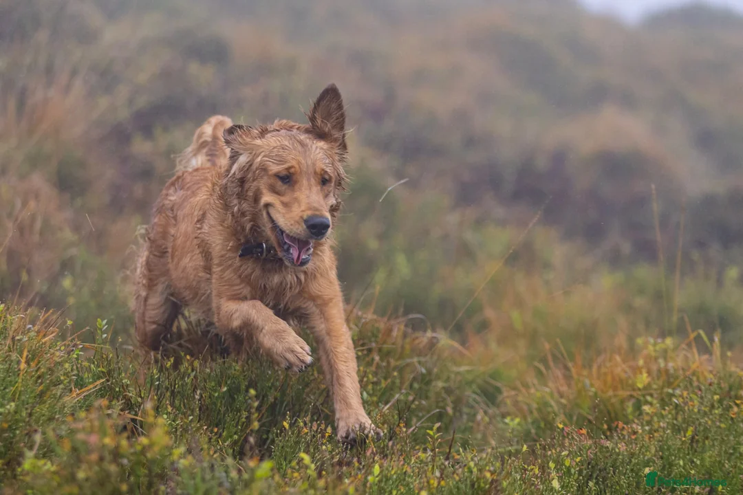 Golden Retriever dogs for stud: Raystone Westnab (Chase), Working, Family Pet  - Advert 11