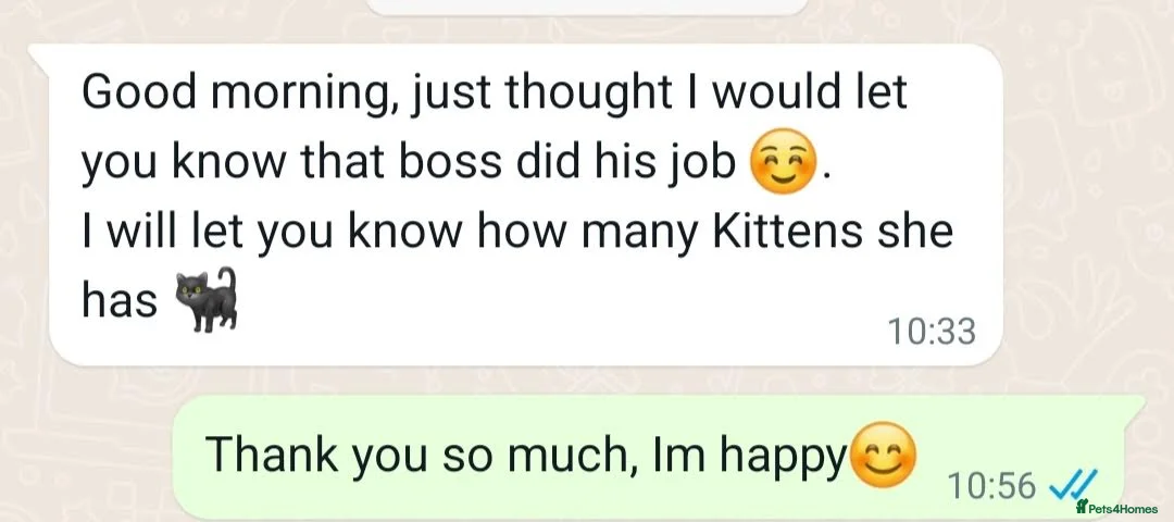 British Shorthair cats for stud: Perfect British Shorthair Stud in Leeds - Advert 15