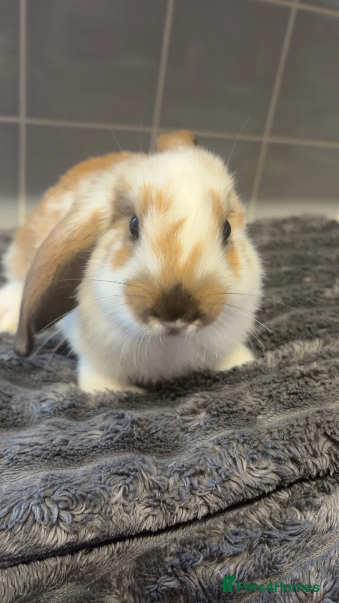 Mini Lop rabbits for sale: Baby bunnies  in Biggleswade - Advert 4