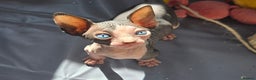 Sphynx cats for sale: Blue Eyes sphynx kittens GCCF and TICA  - Advert 13