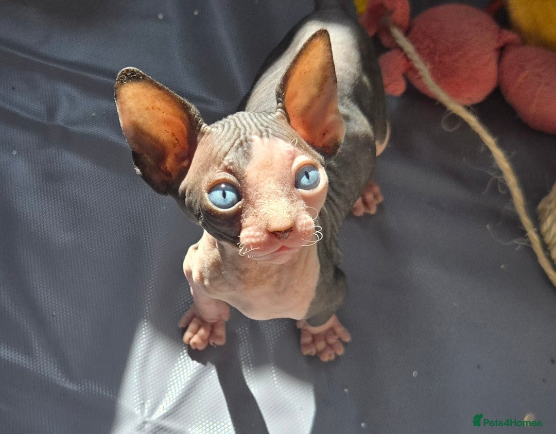 Sphynx cats for sale: Blue Eyes sphynx kittens GCCF and TICA  - Image 13