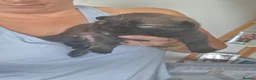 Pomeranian dogs for sale: Beautiful pomeranian pups just born!! - Advert 3