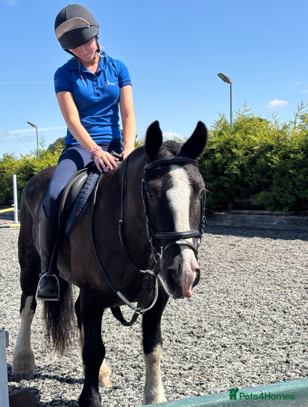Irish Cob horses for sale: 13.1/13.2 Low Level All Rounder Cob Gelding  - Image 6