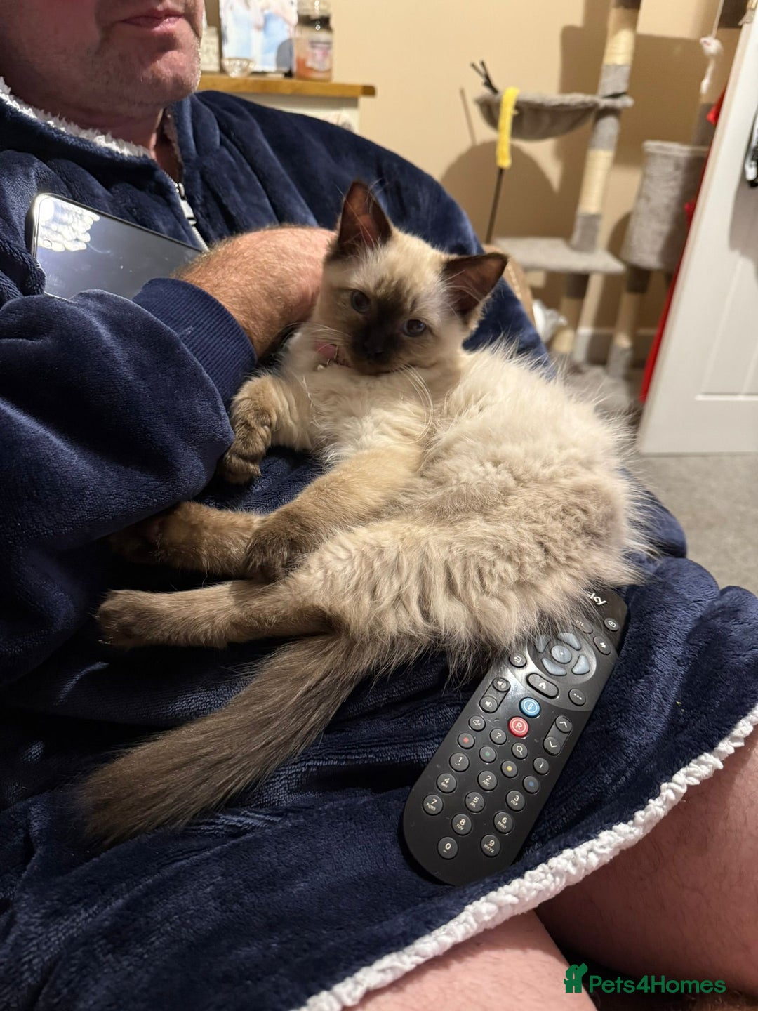 Ragdoll cats for sale: Tilly - Advert 5