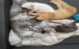 Maine Coon cats for sale: 💕💕💕5 Amazing Maine Coon kittens💕💕💕  - Image 31