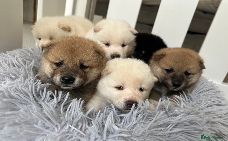 Japanese Shiba Inu dogs - Advert 2