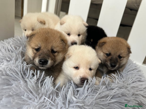 Japanese Shiba Inu dogs - Advert 1