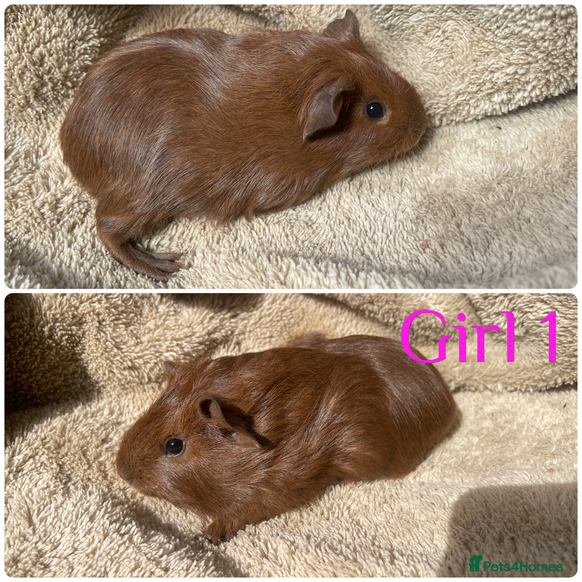 Guinea Pig rodents Female guinea pigs  - Advert 10