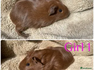 Guinea Pig rodents Female guinea pigs - Advert 12