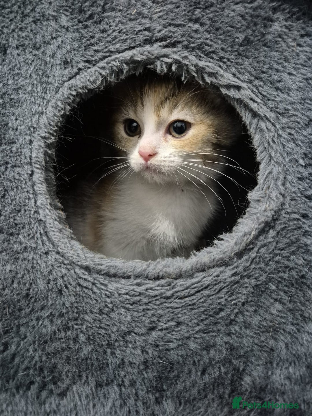 British Shorthair cats for sale: Four cross breed cuties. - Advert 5