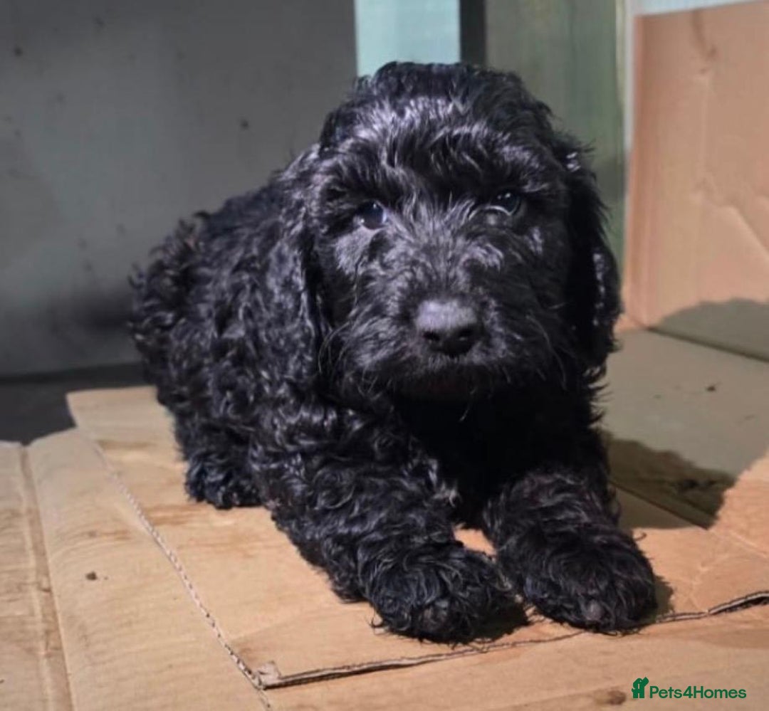 Cockapoo dogs for sale: cockapoos - Advert 4