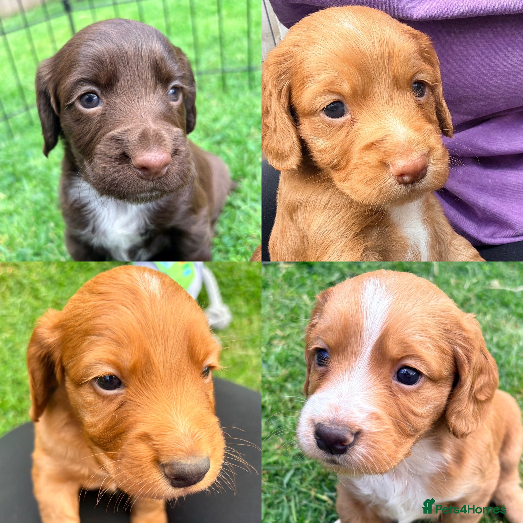 Cocker Spaniel dogs Working Cocker Spaniel puppies  - Advert 2