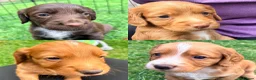 Cocker Spaniel dogs for sale: Working Cocker Spaniel puppies  - Advert 3
