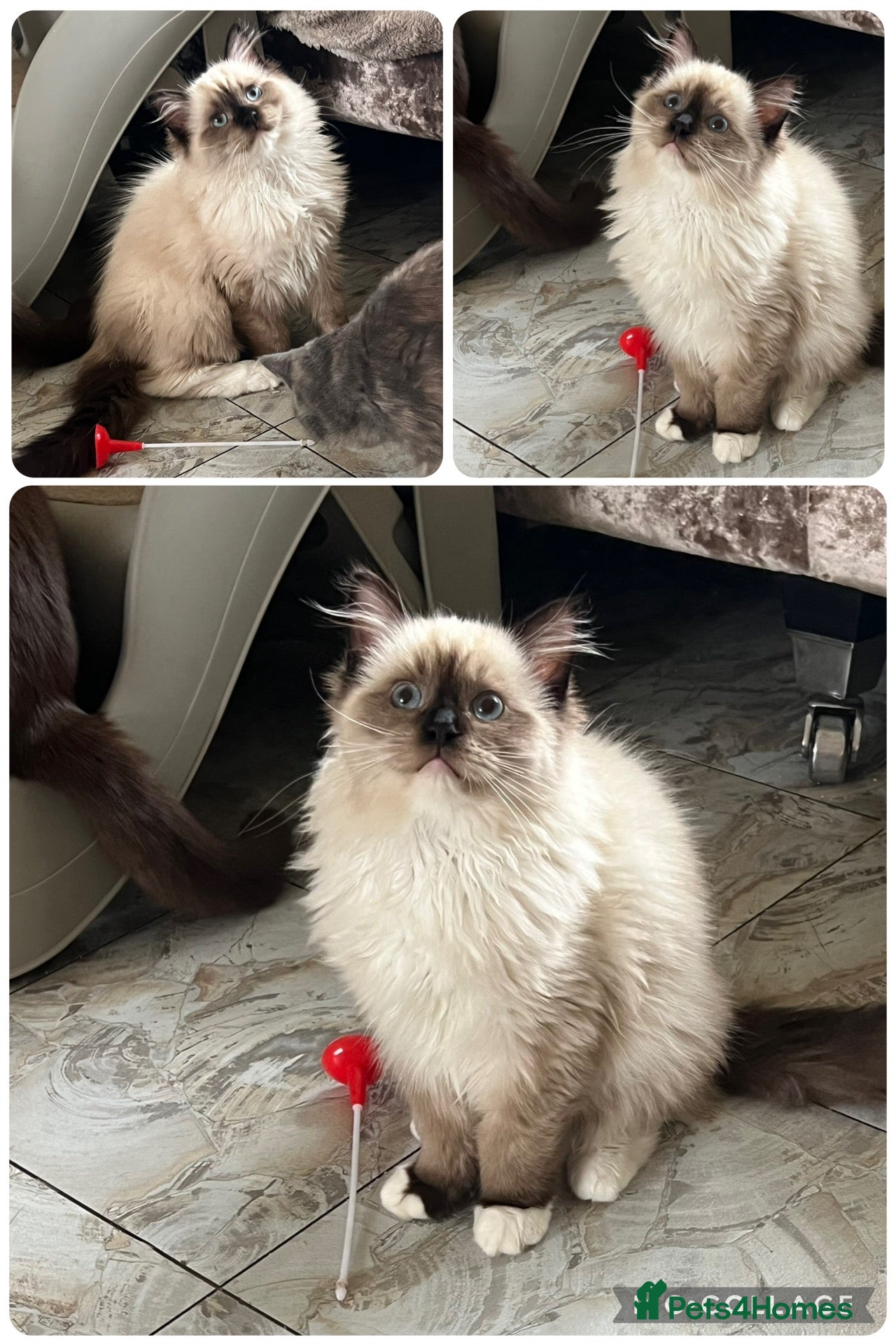 Ragdoll cats for sale: RAGDOLL LAST BOY 🩵    - Advert 1