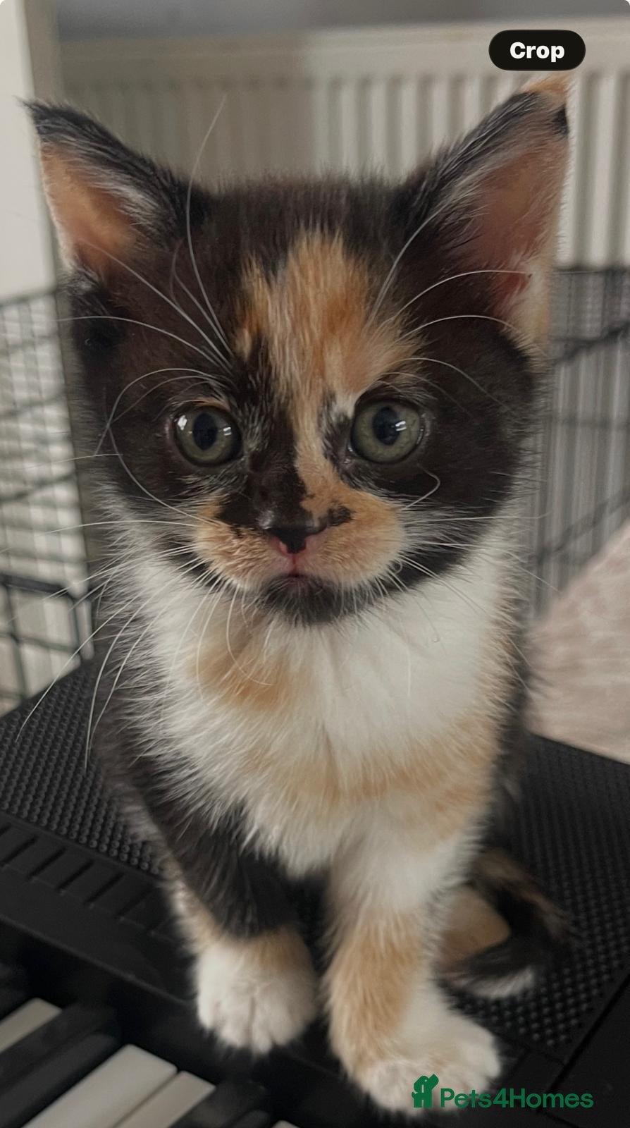 British Shorthair cats for sale: 5 stunning kittens for sale - Advert 12