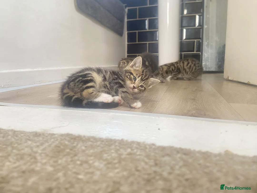 Mixed Breed cats for sale: Tabby kittens  in Bexleyheath - Advert 7