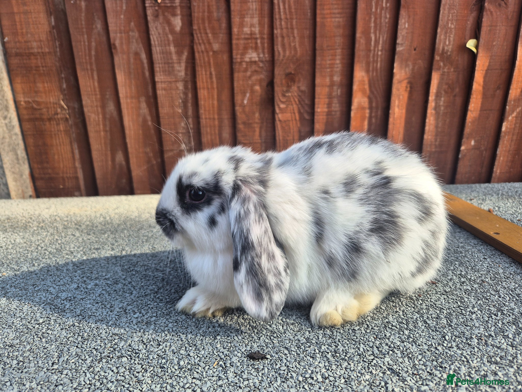Mini Lop rabbits 💙 ready to leave next weekend ❤️  - Advert 2