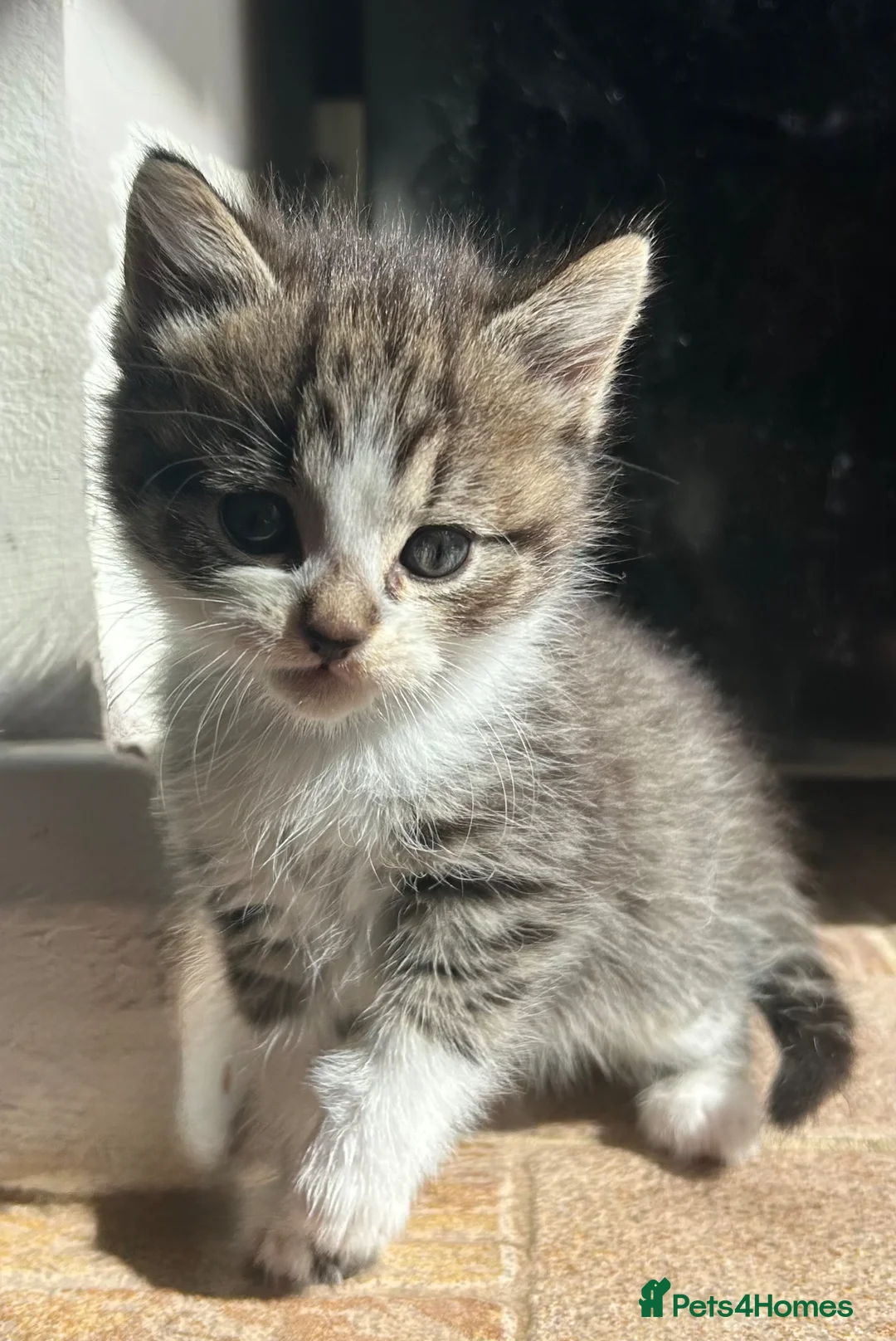 British Shorthair cats for sale: Kittens for sale - Advert 2