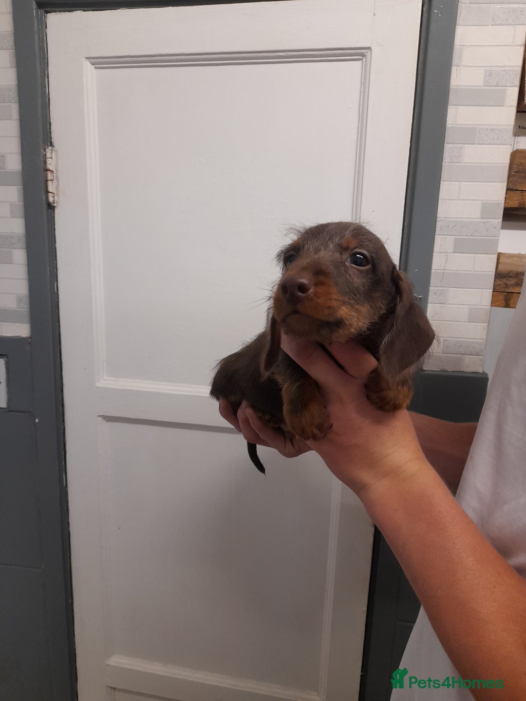 Miniature Dachshund dogs for sale: Miniture dashounds wire hair  - Image 8