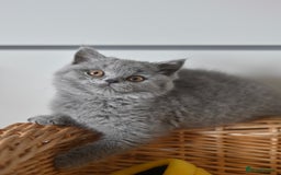 British Shorthair cats for sale: GCCF reg blue kittens ready to go from 24/10 - Image 24