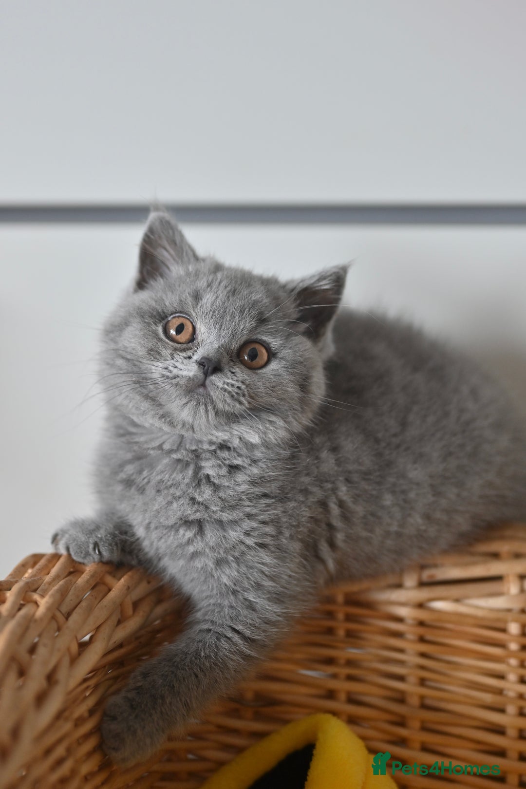 British Shorthair cats for sale: GCCF reg blue kittens ready to go from 24/10 - Image 24