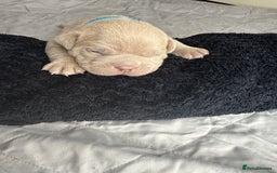American Bully dogs for sale: Pocket bully’s  - Image 11