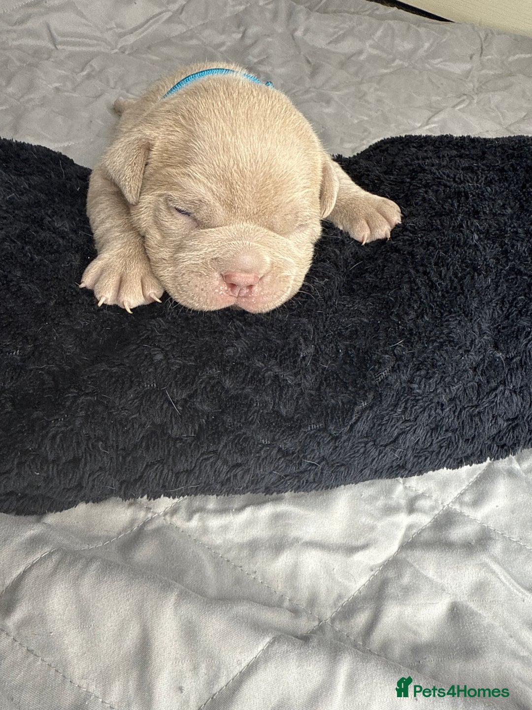 American Bully dogs for sale: Pocket bully’s  - Image 11