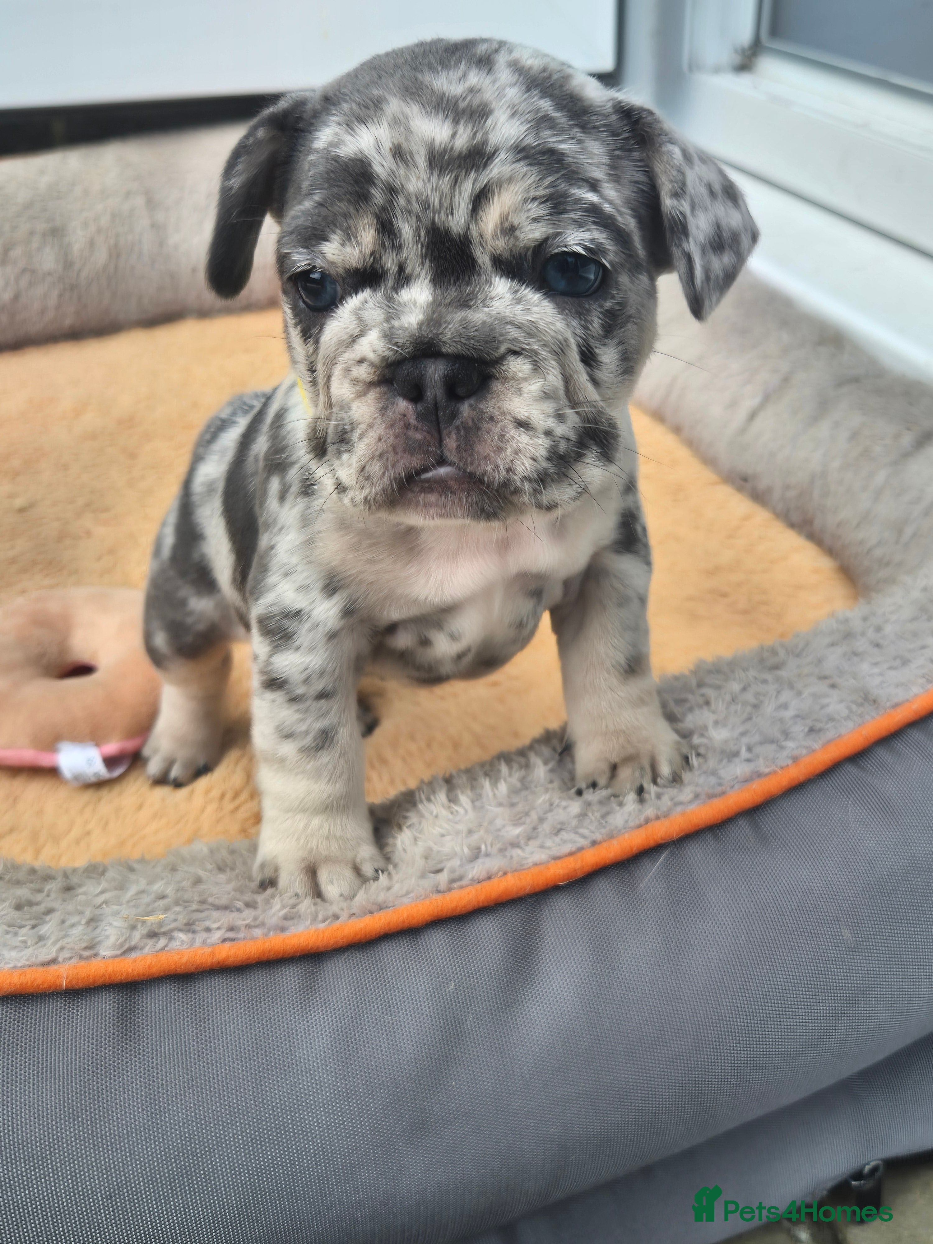 French Bulldog dogs  Beautiful French Bulldog Puppies from £1500 - Advert 2