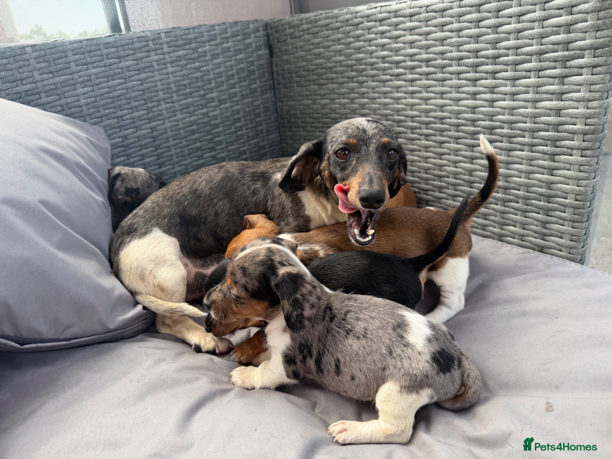 Dachshund dogs Mini dashound puppy’s - Advert 6