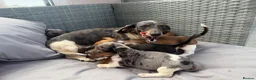 Dachshund dogs for sale: Mini dashound puppy’s - Advert 1
