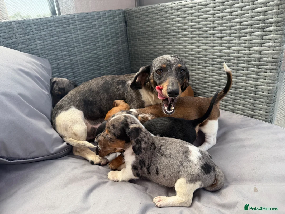 Dachshund dogs for sale: Mini dashound puppy’s - Advert 1