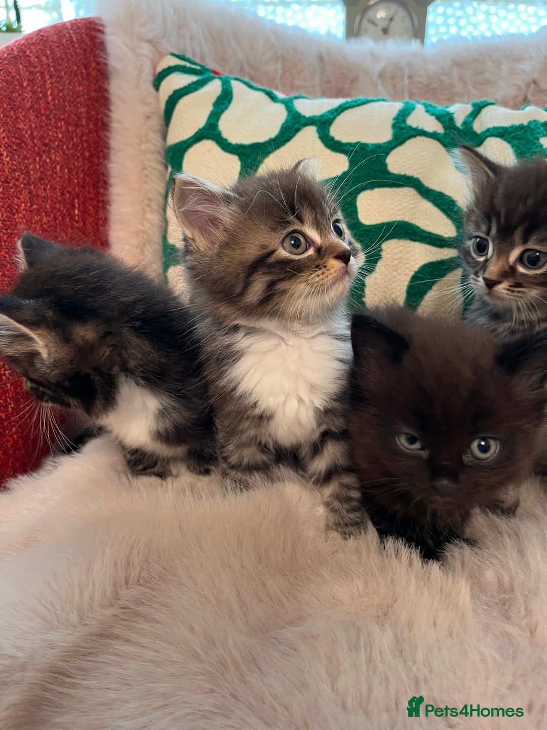 Ragdoll cats for sale: Beautiful Fluffy Ragdoll Cross Kittens For Sale - Image 2