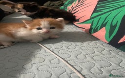 Domestic Shorthair cats for sale: Kittens For Sale – Ready to Join Your Home! - Image 7