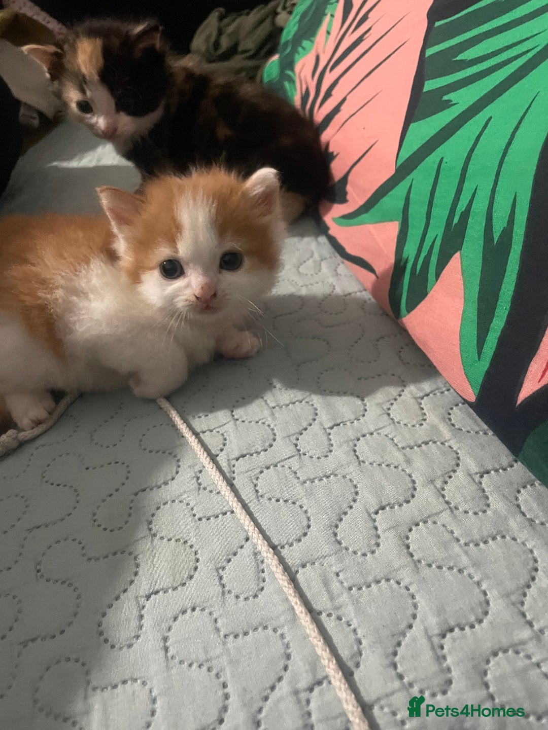 Domestic Shorthair cats for sale: Kittens For Sale – Ready to Join Your Home! - Image 7