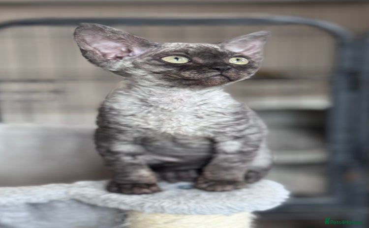 Devon Rex cats - Advert 1