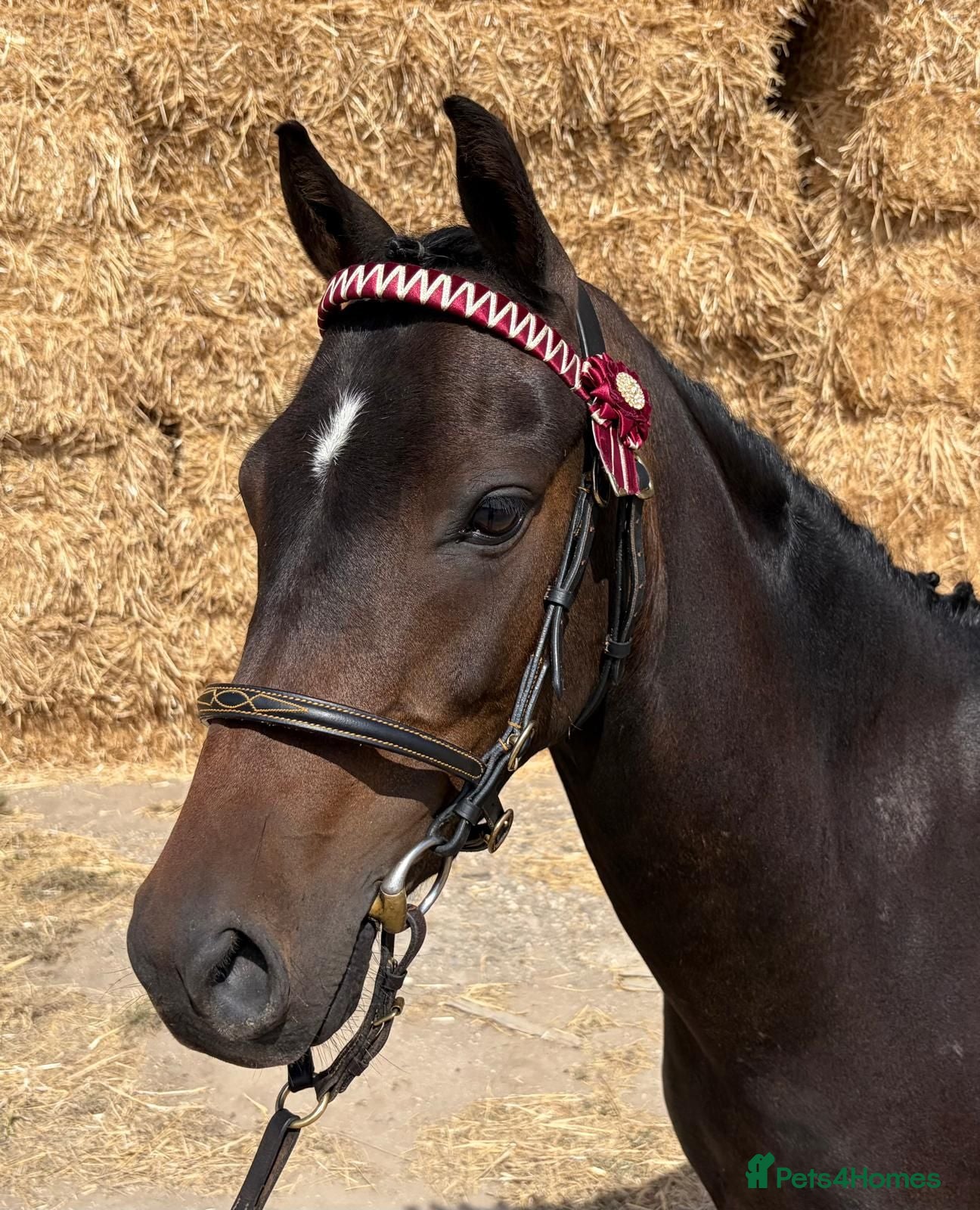 Riding pony horses Coco  - Advert 7