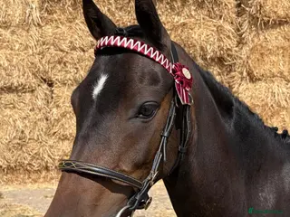 Riding pony horses Coco - Advert 3