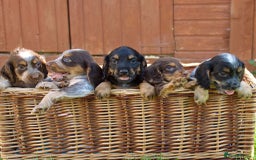 Cocker Spaniel dogs for sale: Beautiful KC Registered Cocker Spaniel Puppies  - Image 3