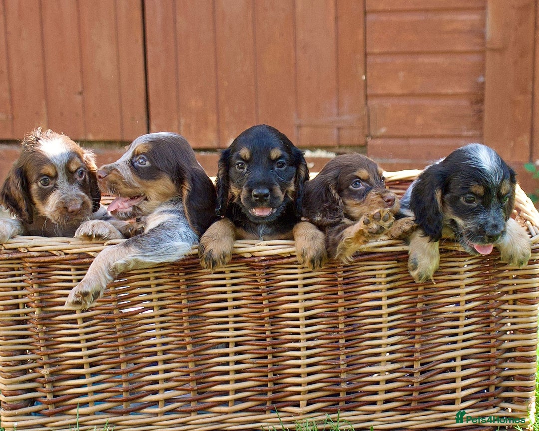 Cocker Spaniel dogs for sale: Beautiful KC Registered Cocker Spaniel Puppies  - Image 3