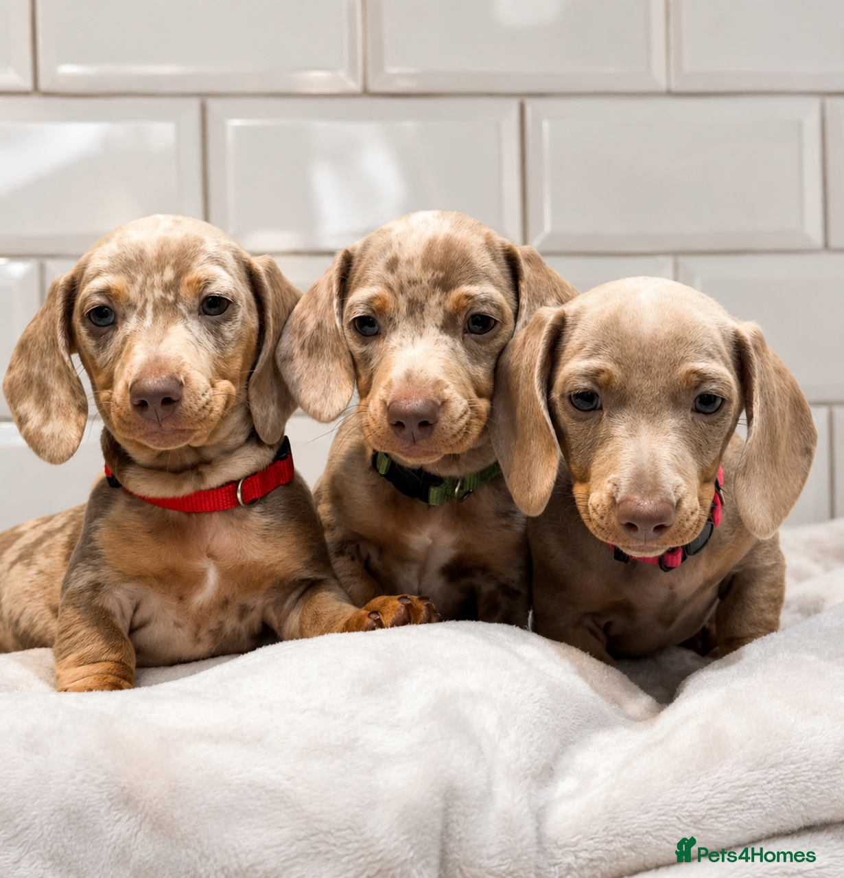 Miniature Dachshund dogs Champion Bloodline - Miniature Dachshund Puppies - Advert 4