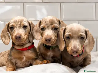 Miniature Dachshund dogs Champion Bloodline - Miniature Dachshund Puppies - Advert 4