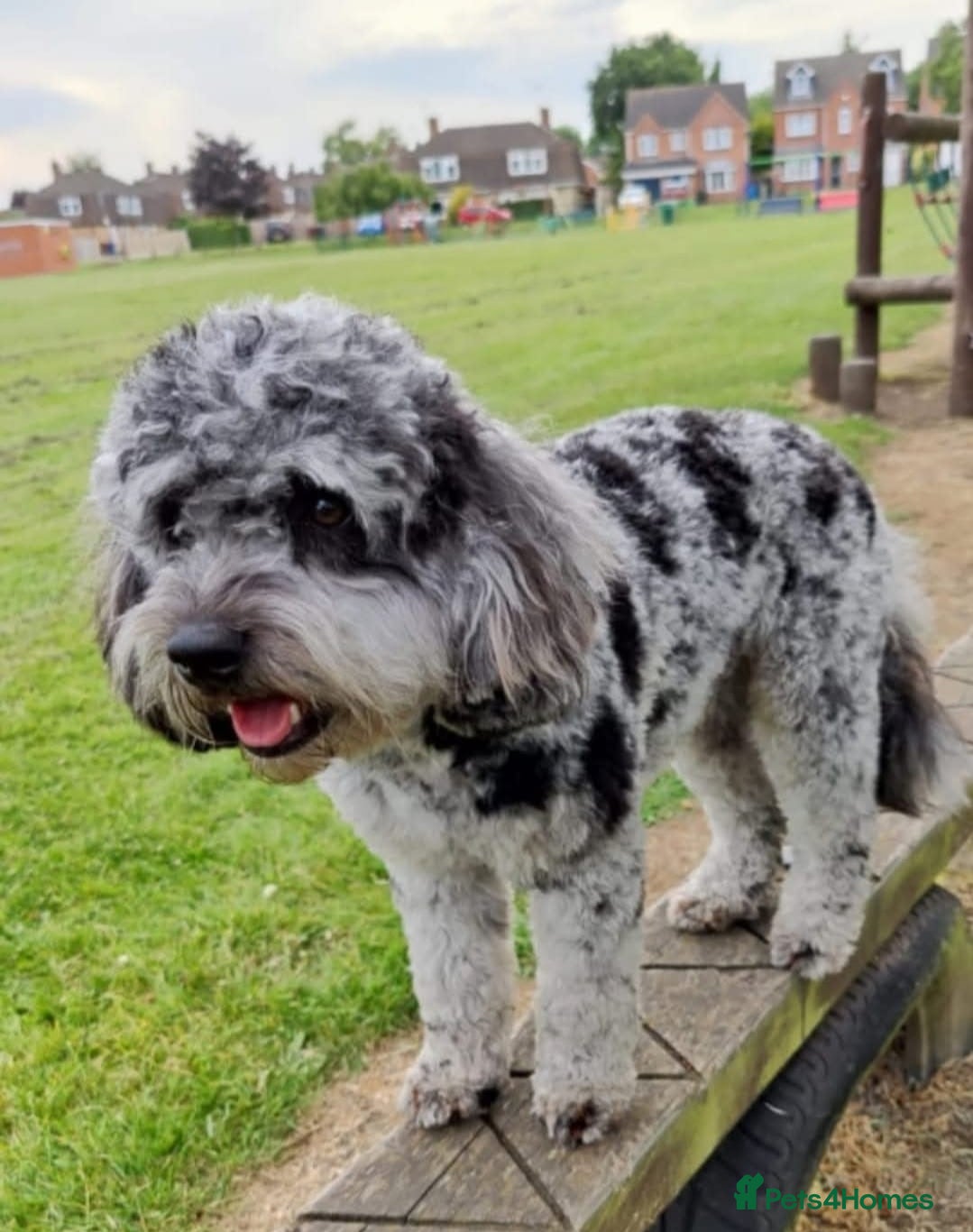 Cavapoo dogs Extensively DNA tested CAVAPOO Stud  - Advert 5