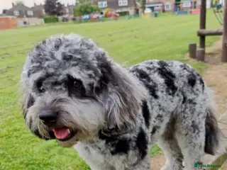 Cavapoo dogs Extensively DNA tested CAVAPOO Stud - Advert 1