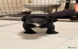 Cocker Spaniel dogs for sale: *READY TO LEAVE* Cocker Spaniel puppies  - Advert 3