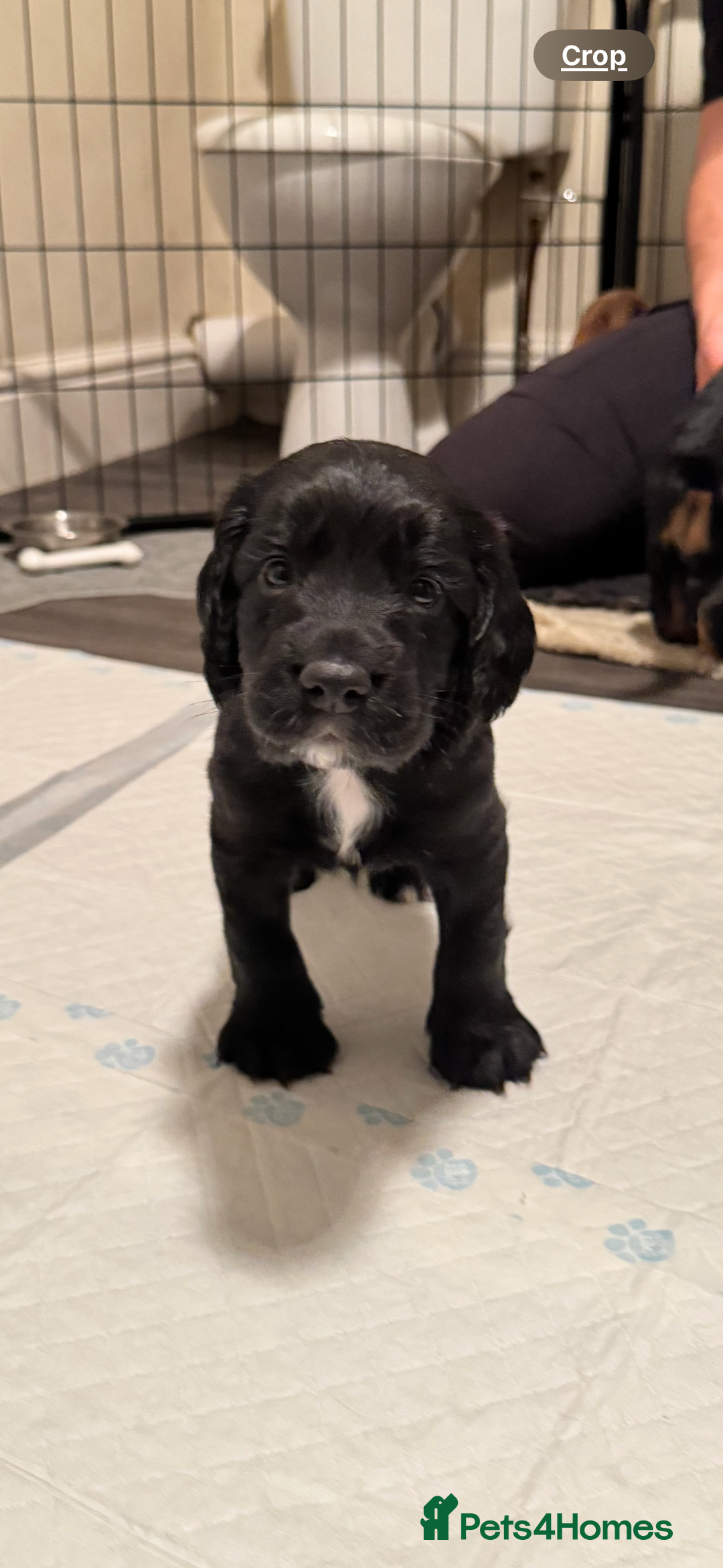 Cocker Spaniel dogs for sale: *READY TO LEAVE* Cocker Spaniel puppies  - Advert 3