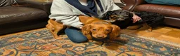 Cocker Spaniel dogs for sale: Cocker spaniel puppies in Avoch - Advert 5