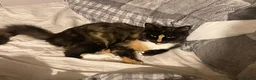 California Spangled cats for sale: Simba - Advert 3