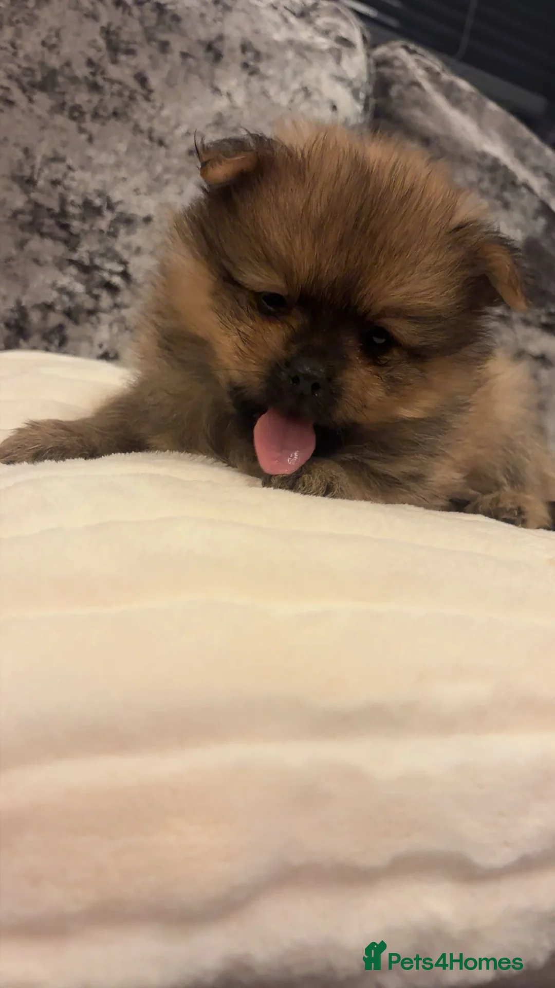 Pomeranian dogs for sale: Beautiful tiny Pomeranian male pup left  - Advert 6
