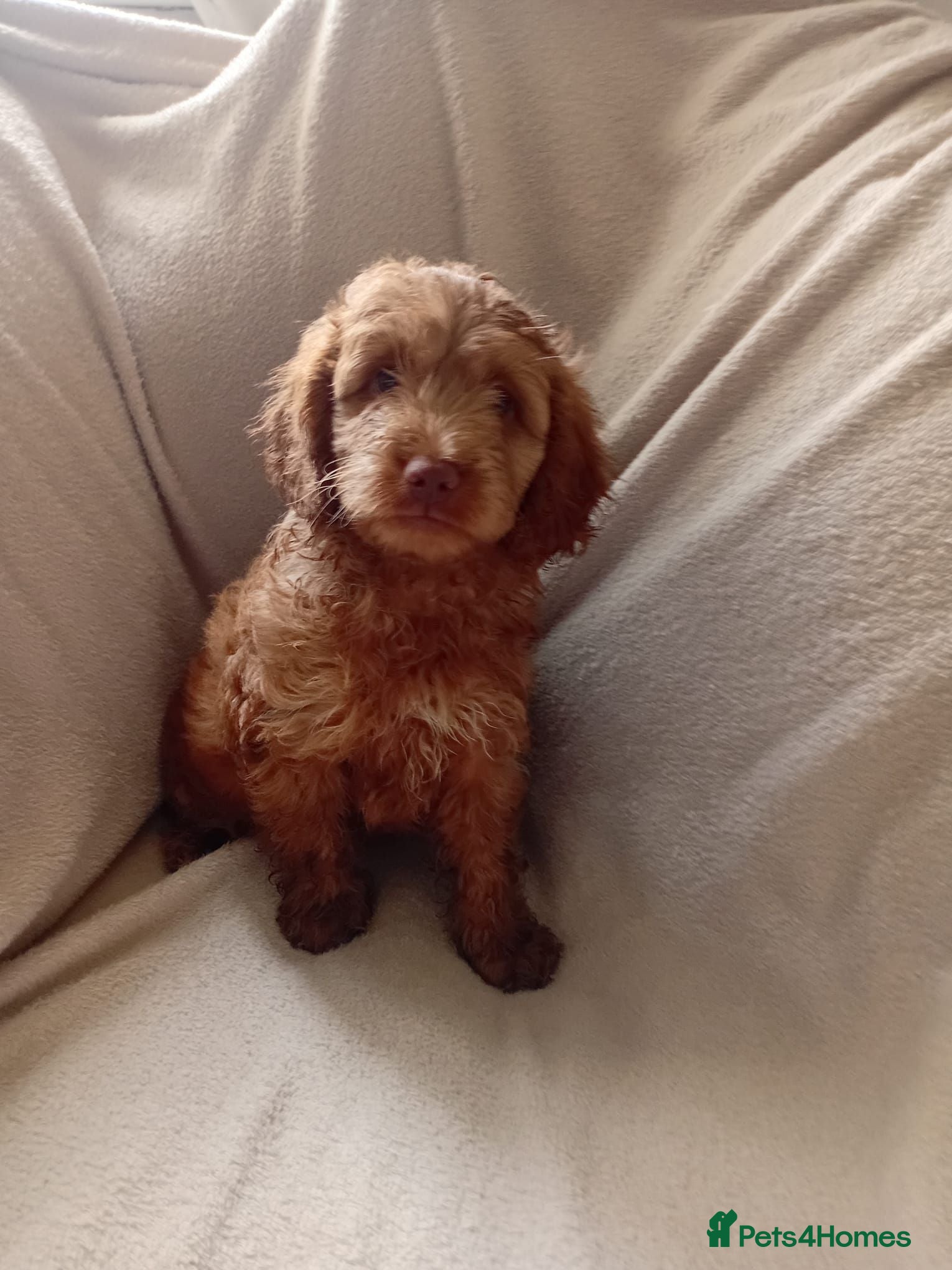 Cockapoo dogs Pedigree Cockerpoos - Advert 2